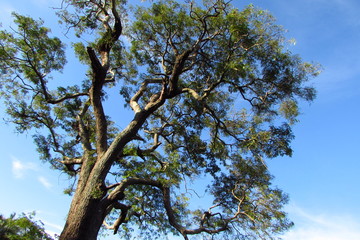 Árvore Sky