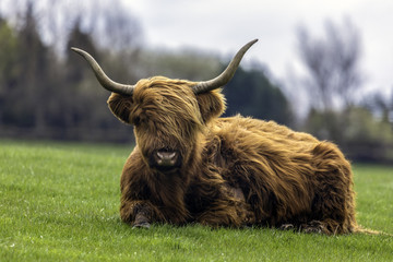 Highland cattle in the UK
