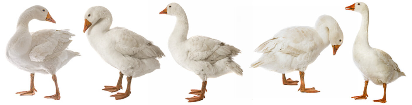 white goose (Anser anser domesticus) isolated on a white background