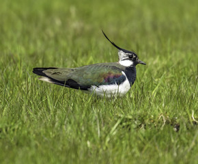 Lapwing in the UK