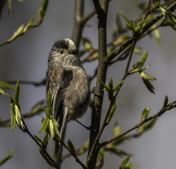 Long tailed tit in the UK