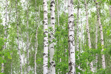 birch trees with white bark in summer in birch grove