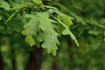 Fototapeta na wymiar Green leaves after the rain 