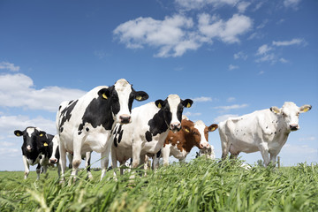 Fototapeta na wymiar black and white cows in green grassy summer meadow under blue sky near amersfoort in the netherlands