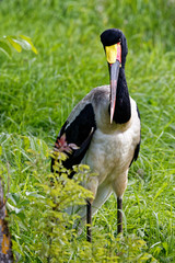 le jabiru d'Afrique