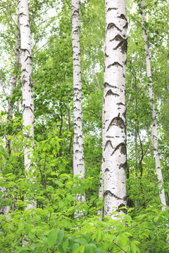 Fototapeta birch trees with white bark in summer in birch grove
