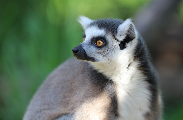 Naklejka na ściany i meble Portrait of a Ring Tailed Lemur