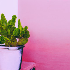 Cactus. Cactus Garden.  Plants on pink content