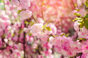 Obraz na płótnie Canvas a rose bush blooms in the spring with pink flowers. natural wallpaper. background for design. Cherry Sakura