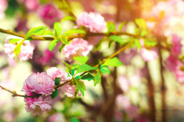 a rose bush blooms in the spring with pink flowers. natural wallpaper. background for design. Cherry Sakura