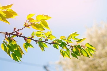 branch with green leaves and blue sky on a sunny spring day. natural wallpaper