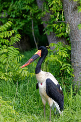 le jabiru d'Afrique