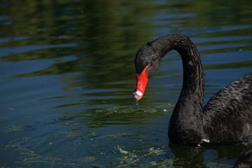 Obraz premium Black swan in water 