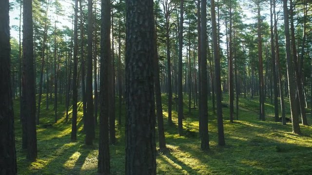 Wild pine forest with green moss under the trees. Moving between trees in beautiful sunny morning just after sunrise.