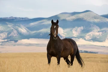 Tuinposter Paard Wilde Mustang