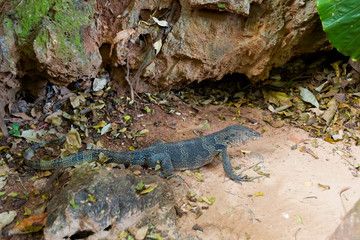 Tropical lizard on Railay beach