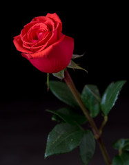 rose on the black background