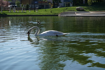 White swan