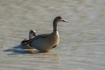 Egyptian goose {Alopochen aegyptiaca} Kruger National Park, South africa