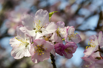 Blooming sakura in botanical garden