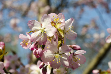 Blooming sakura in botanical garden