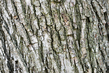 Texture of rough tree trunk bark