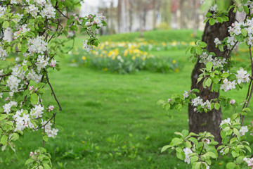 Blooming apple tree on green blurred background.