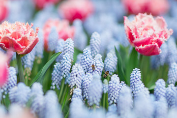 Two bees flying among pink and white fringed tulips and blue grape hyacinths (muscari armeniacum),...