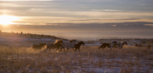 Fototapeta na wymiar Mustangs Running at Sunset