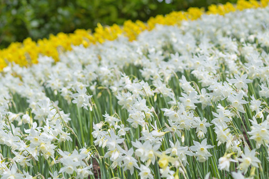 Blooming white and yellow daffodils (narcissus) in a park