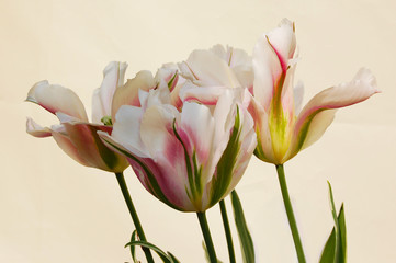 Three double-flowered light pink tulips against a pink background.