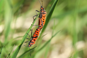 Red bugs