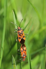 Red bugs