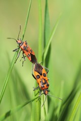 Red bugs