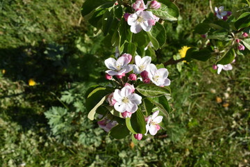 Apfelblüte