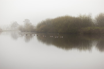Fototapeta na wymiar Canada geese in lake in the morning haze. Reeuwijk, the Netherlands.
