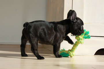 Cute little French bulldog puppy with a play rope in his beak.
