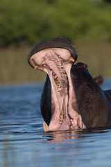 Fototapeta premium Hippo on the run on land in the Masai Mara National Park in Kenya (Hippopotamus amphibius) 
