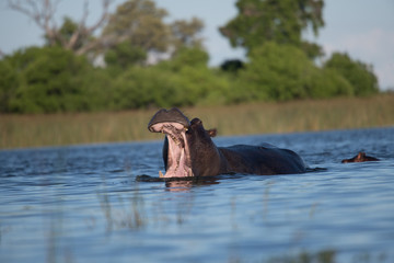 Fototapeta na wymiar Hippo on the run on land in the Masai Mara National Park in Kenya (Hippopotamus amphibius) 
