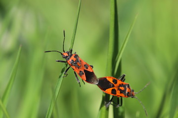 Red bugs