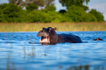 Hippo on the run on land in the Masai Mara National Park in Kenya (Hippopotamus amphibius)	
