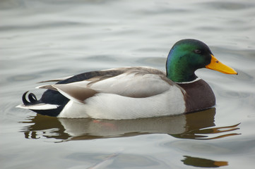 Drake seen from the right side.