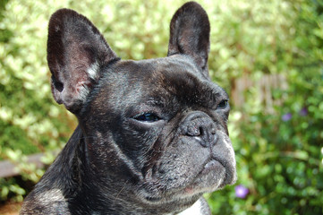 Female French bulldog in the garden looking in the distance.
