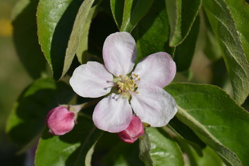 Apfelblüte