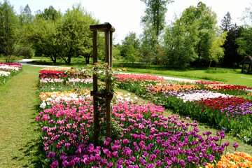fioritura tulipani arboretum lubiana