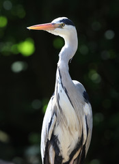 Close up of a Grey Heron