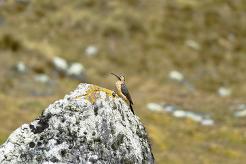 Carpintero andino (Colaptes rupícola)