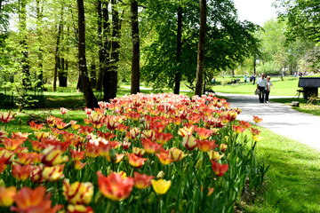 fioritura tulipani arboretum lubiana