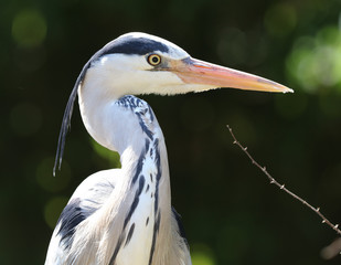Close up of a Grey Heron