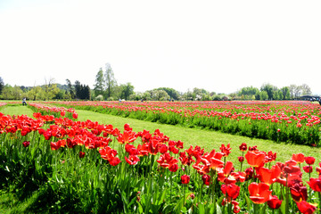 Obraz premium fioritura tulipani arboretum Lubiana